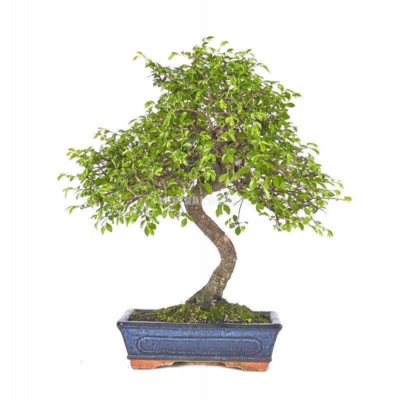 bonsai zelkova entretien