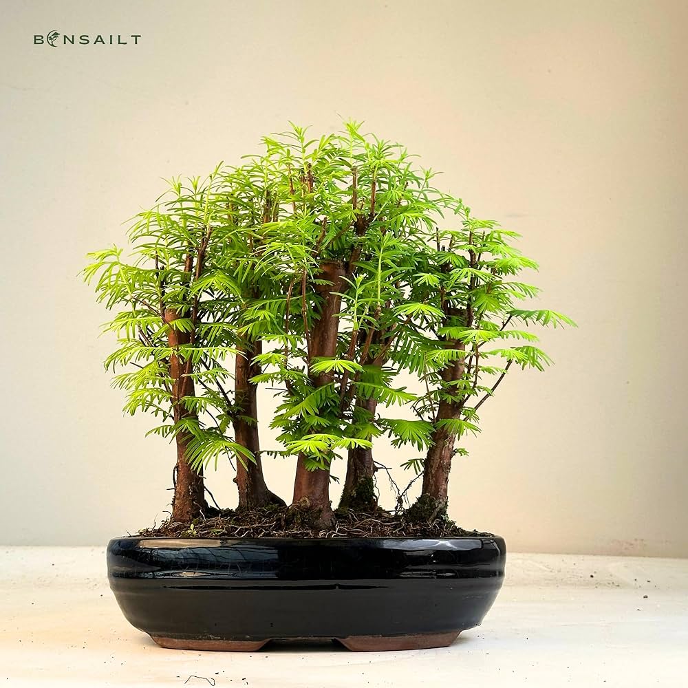 metasequoia bonsai entretien
