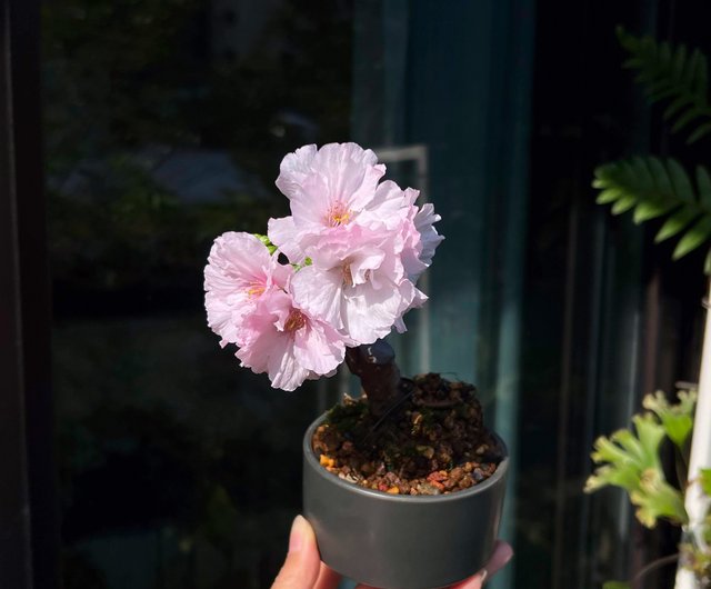 mini sakura bonsaï