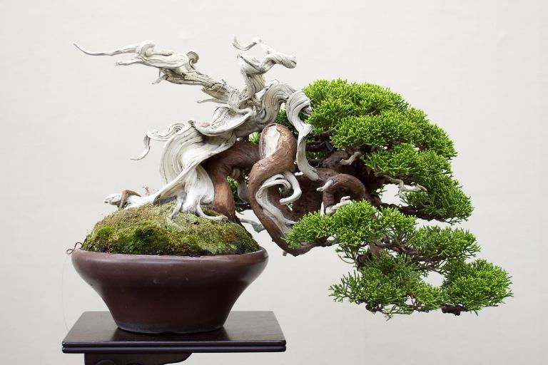 musee bonsai