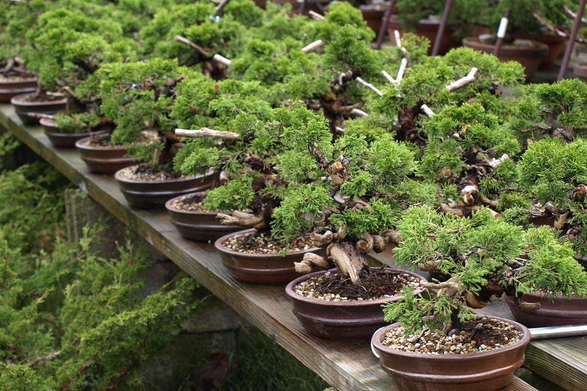 pepinieres bonsai
