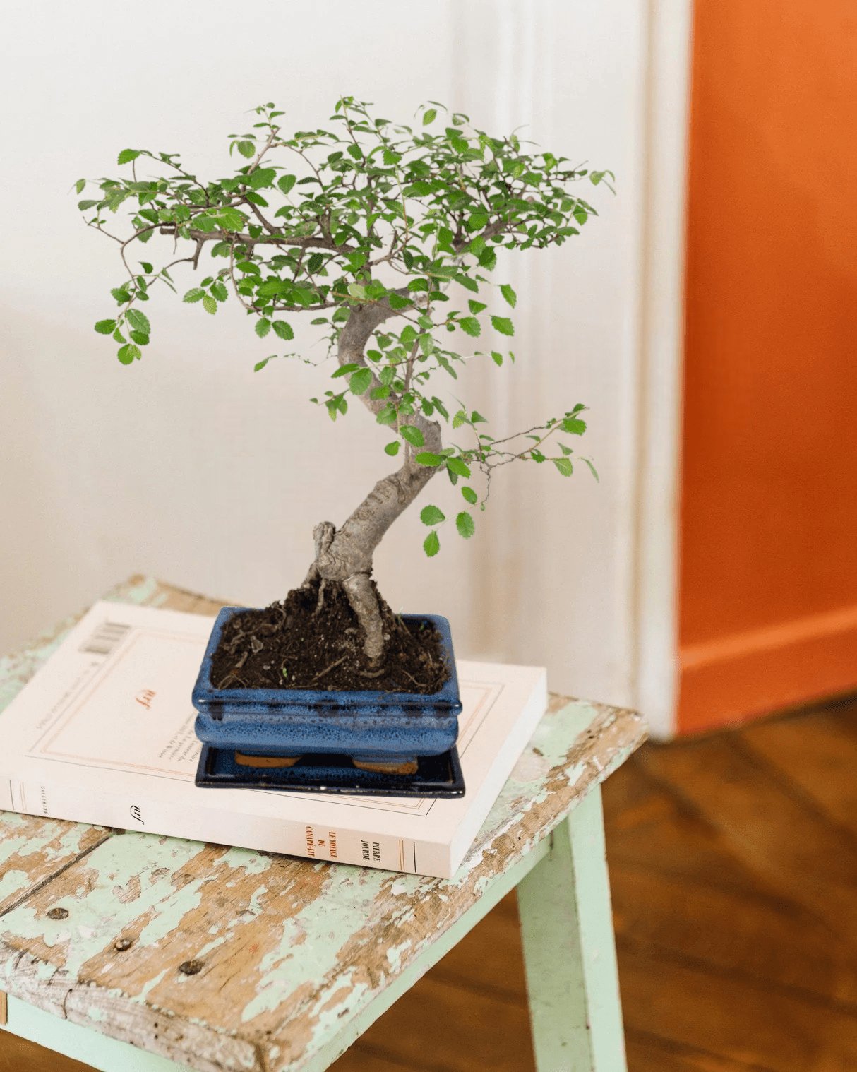 petit bonsai entretien