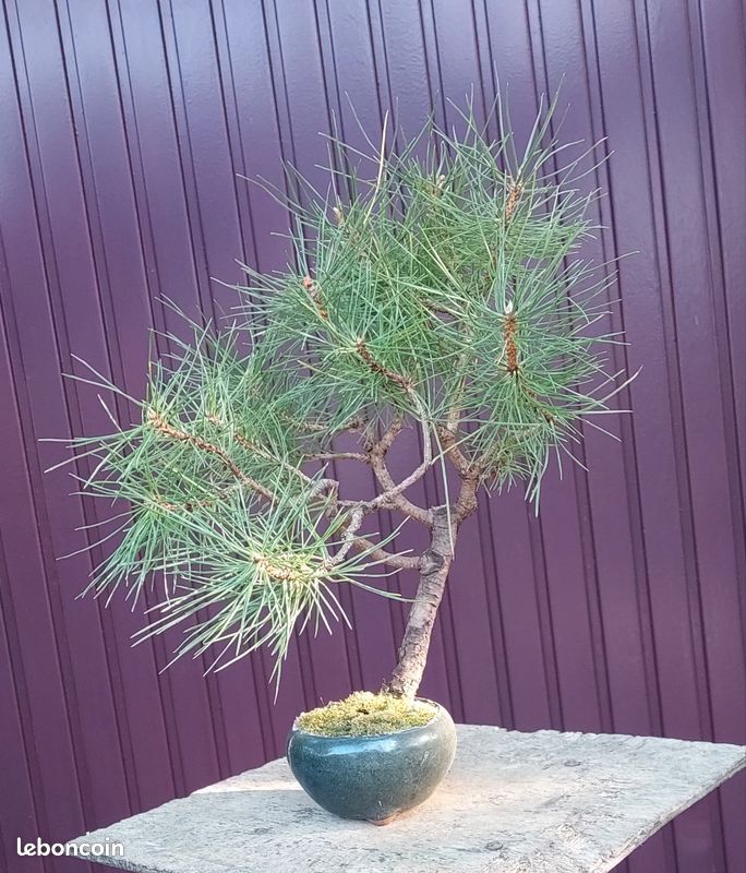 pin bonsai exterieur