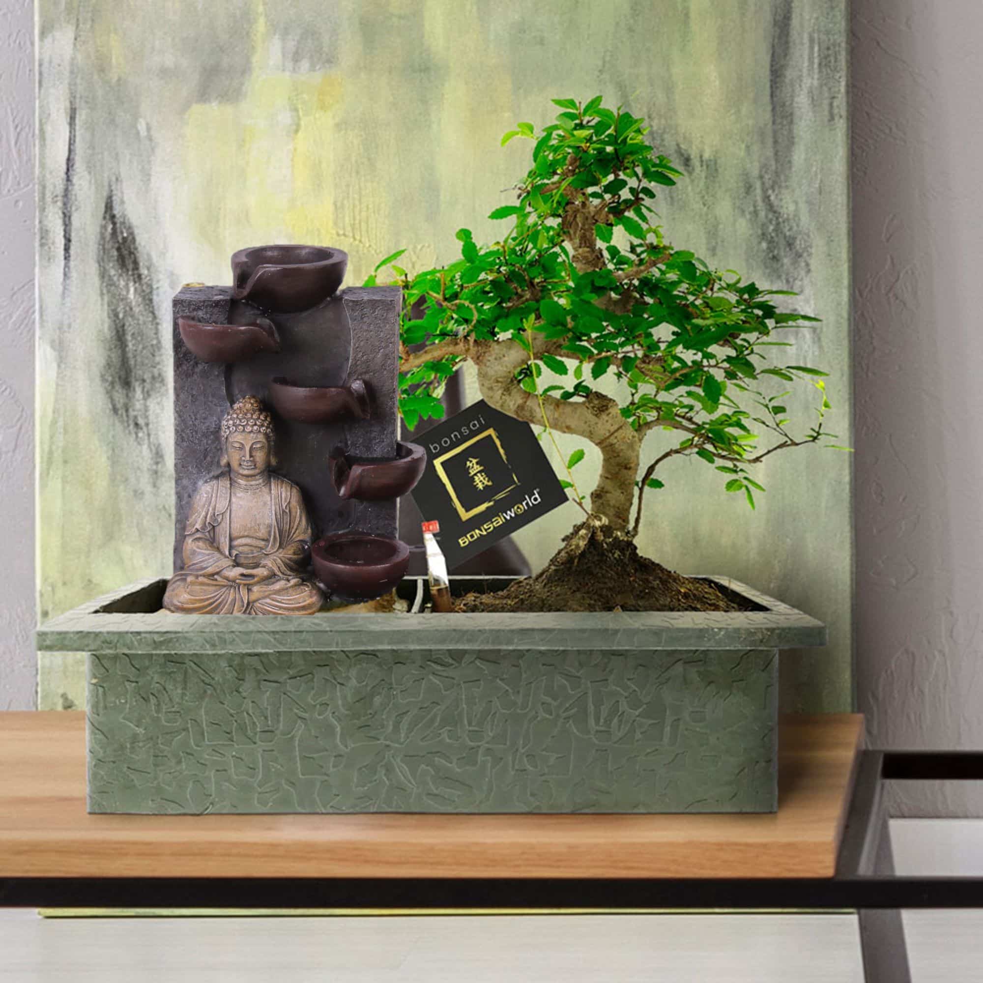 plante interieur bonsai