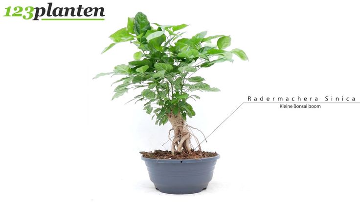 radermachera bonsaï entretien