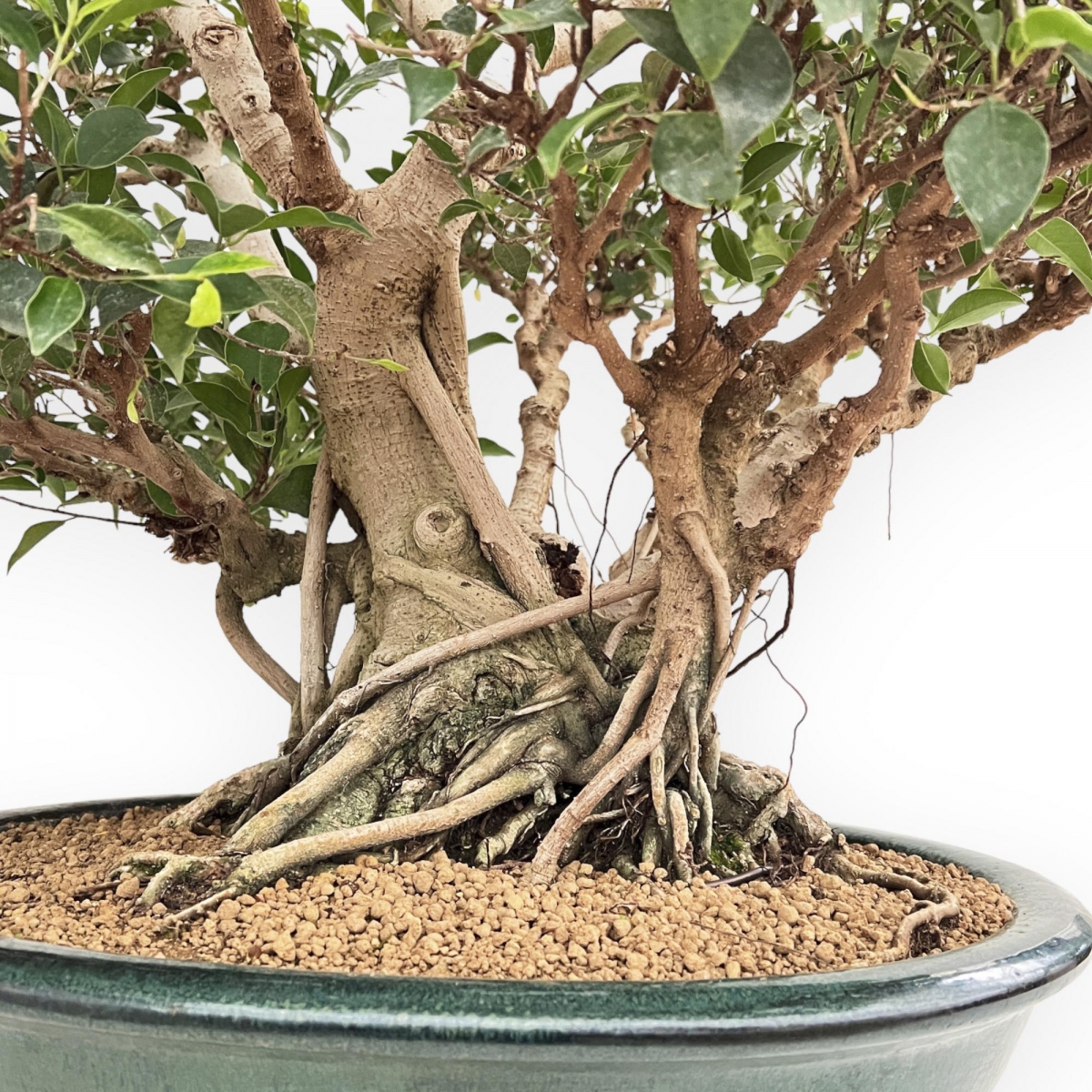 rempotage bonsai ficus retusa
