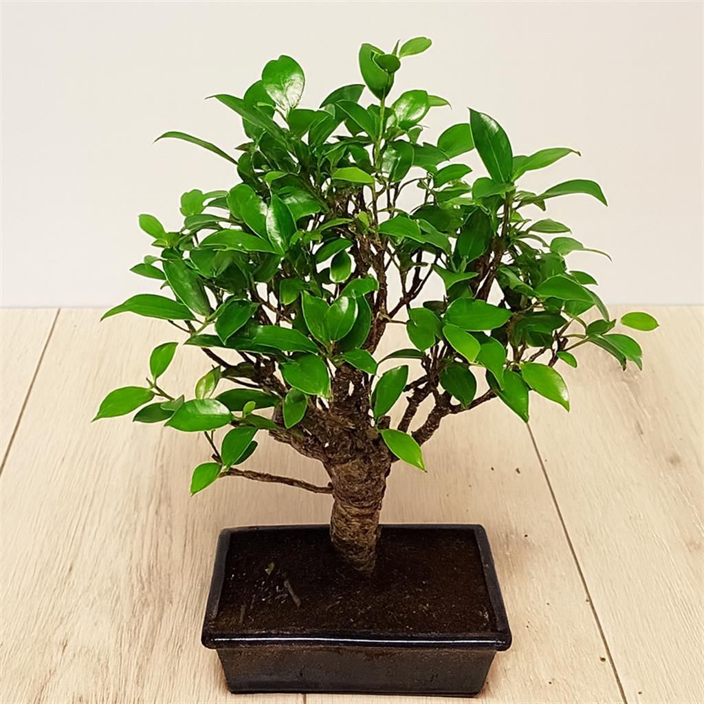 achat bonsai ficus