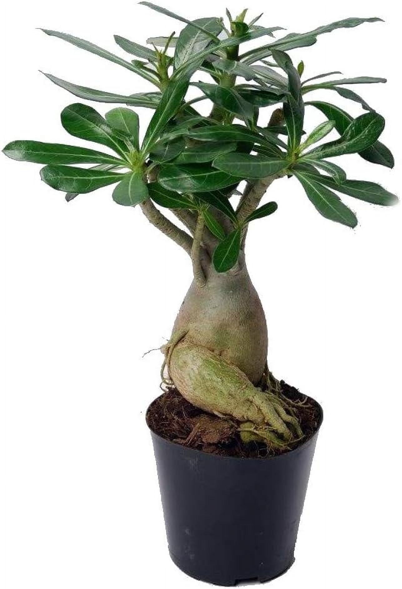 adenium obesum bonsaï