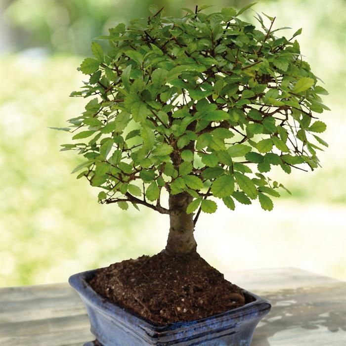 bonsai petites feuilles