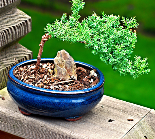 bonsai plante d intérieur