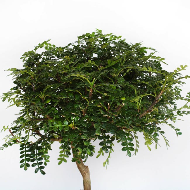bonsai poivrier entretien