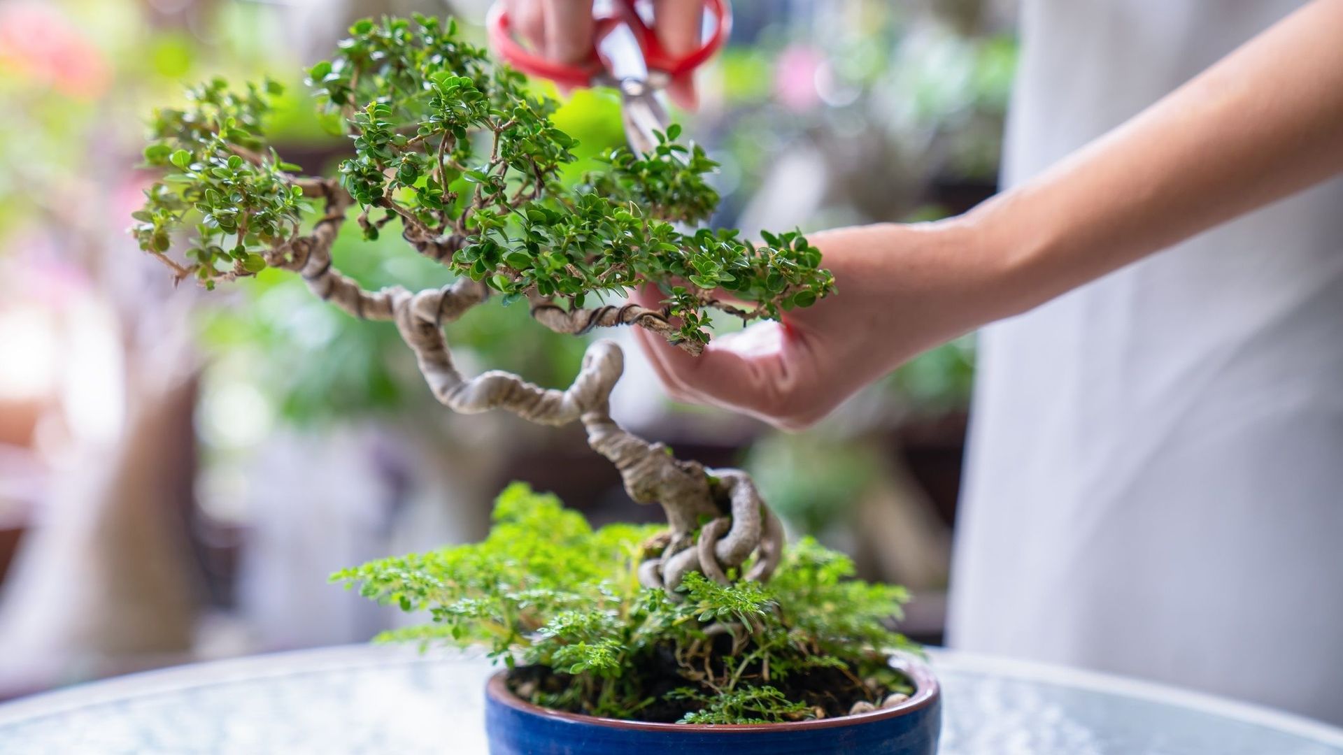 croissance bonsai