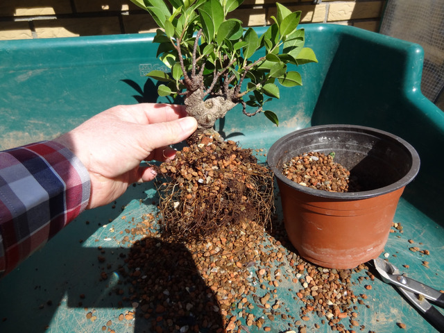 entretenir un bonsaï ficus ginseng