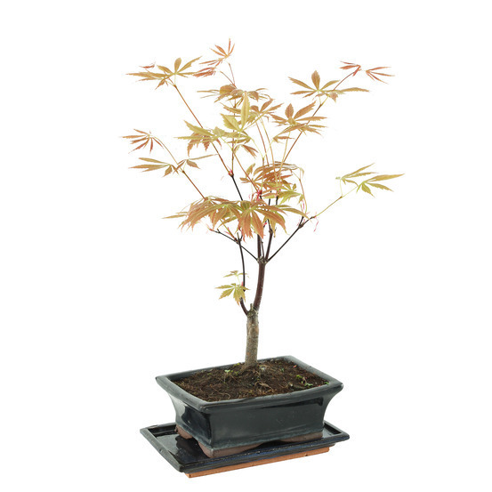 entretien bonsai acer