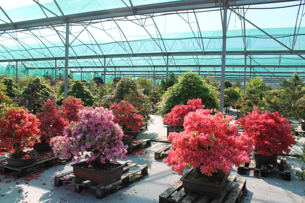 entretien bonsai azalée