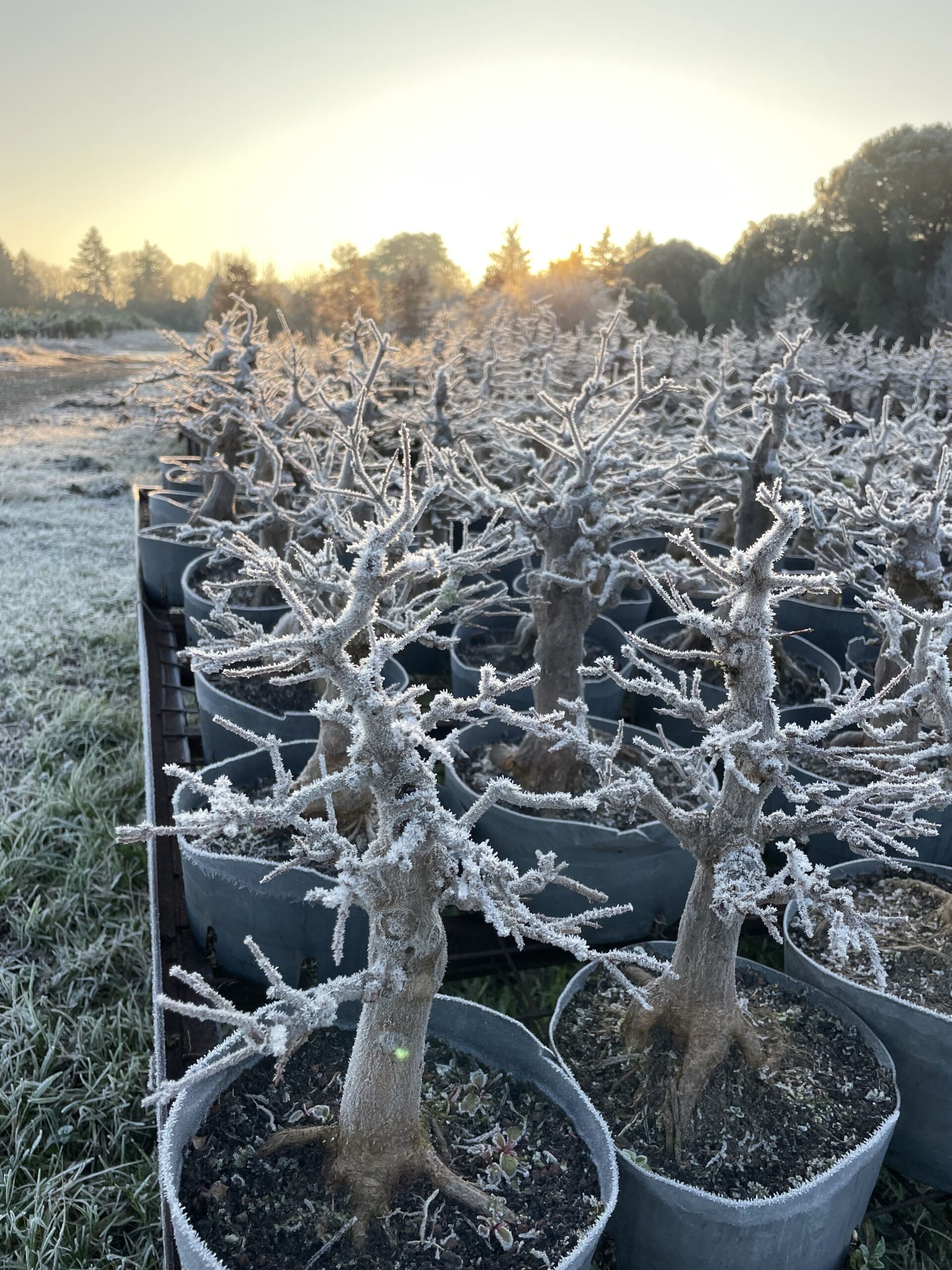 entretien d un bonsai