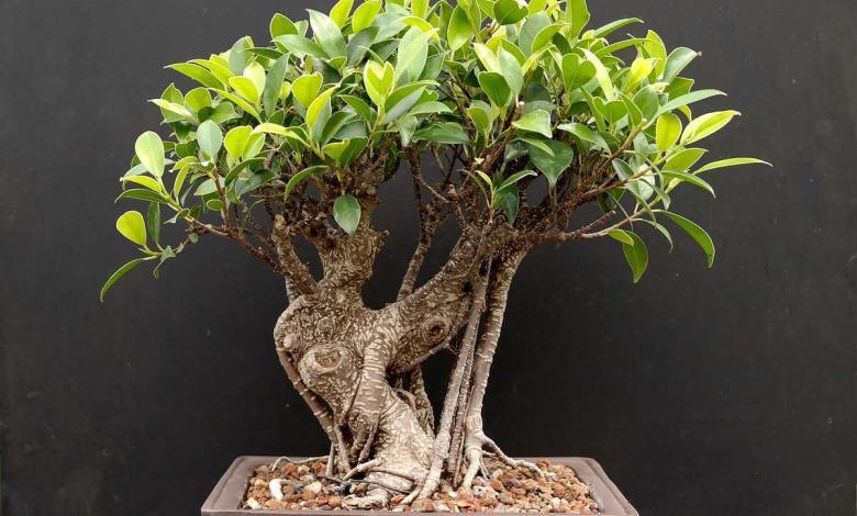 entretien du bonsaï ficus