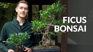 entretien taille bonsai ficus ginseng