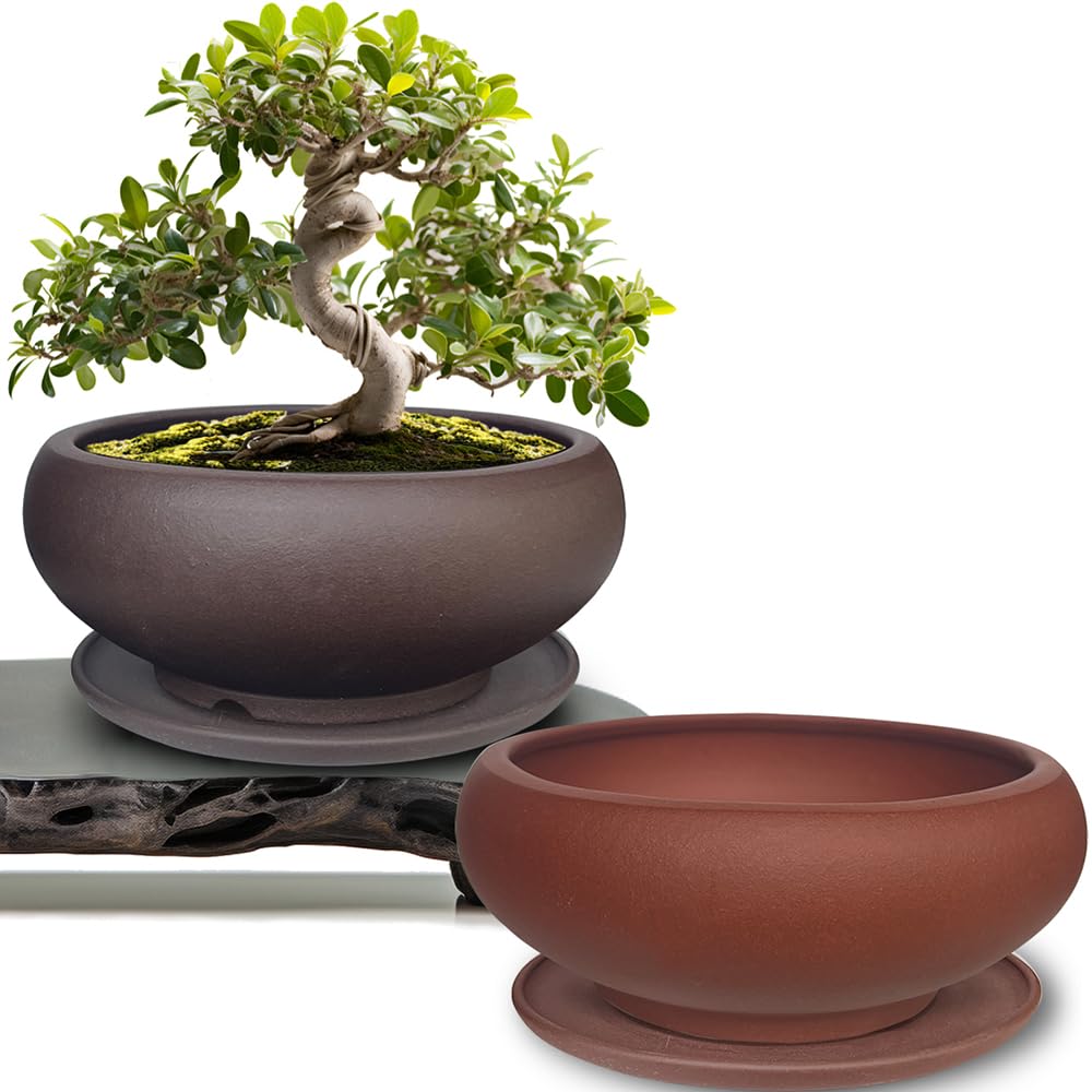 grand pot bonsai