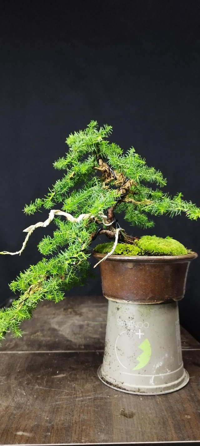 grand pot bonsai pas cher