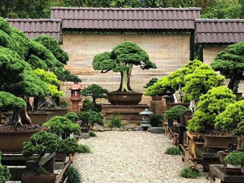 jardin japonais bonsai