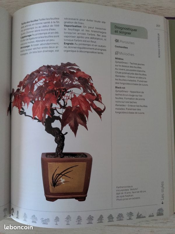 larousse bonsai