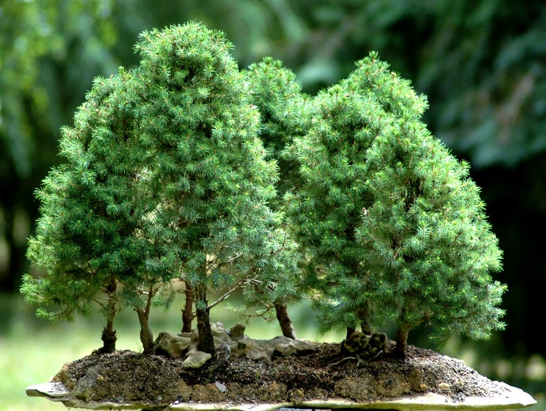 le petit larousse des bonsai