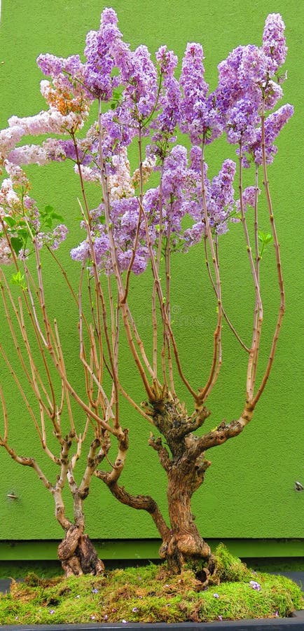 lilas bonsai