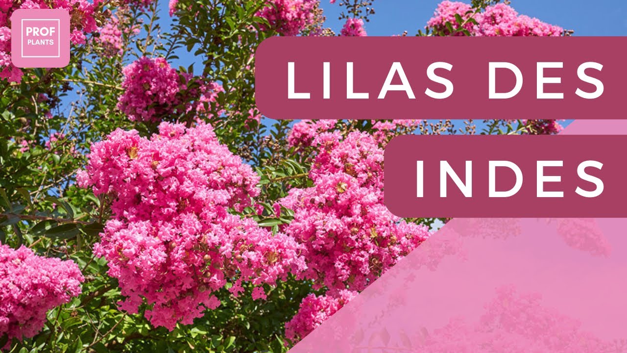 lilas des indes bonsai