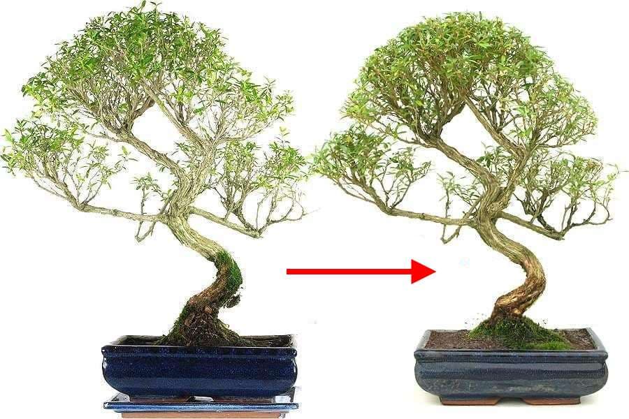 taille d entretien bonsai