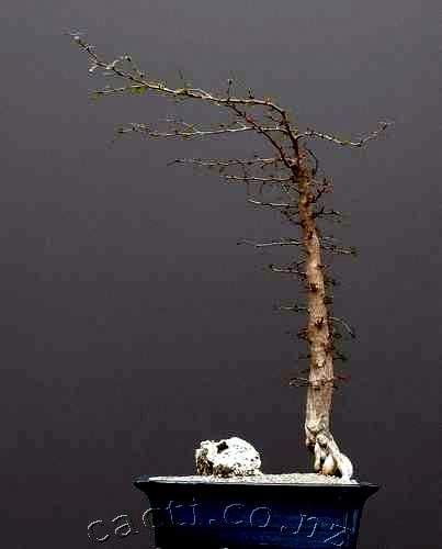 bonsai operculicarya decaryi