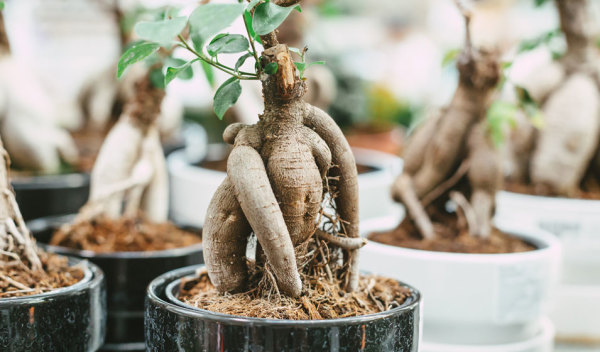 bonsai plante entretien