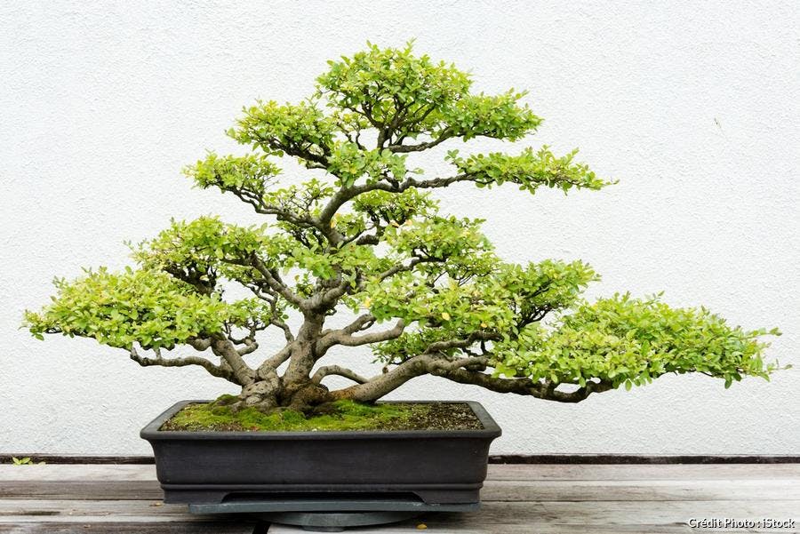 bonsai pour jardin