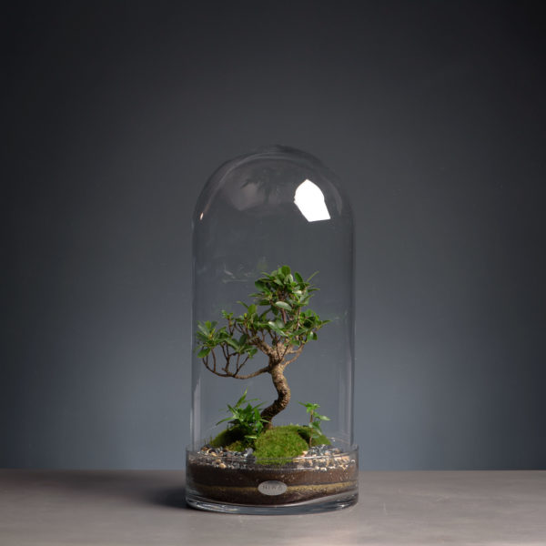 bonsai pour terrarium