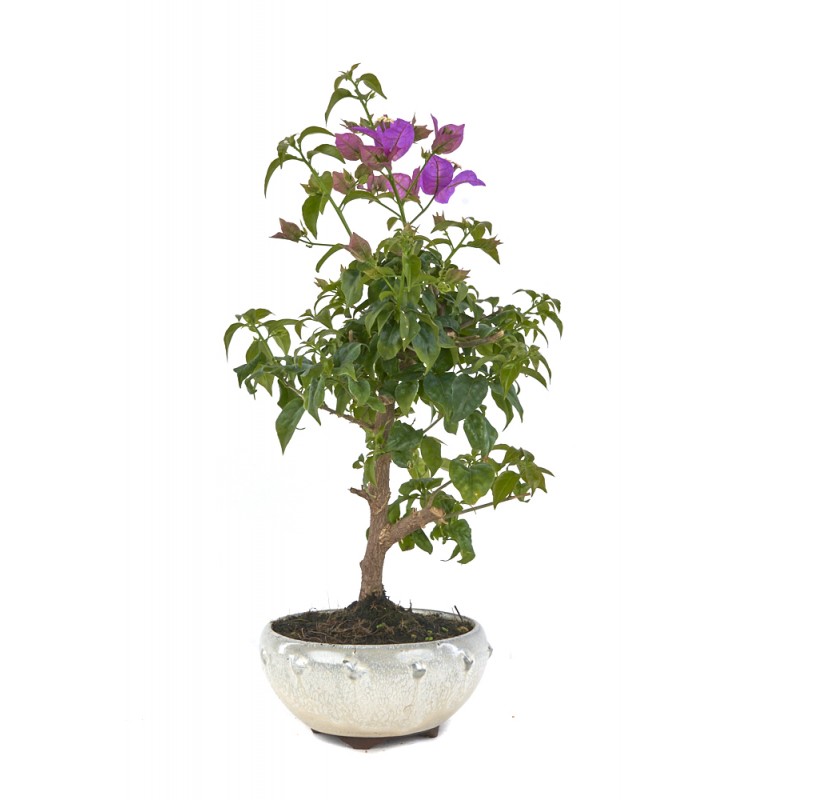 bonsai qui fait des fleurs