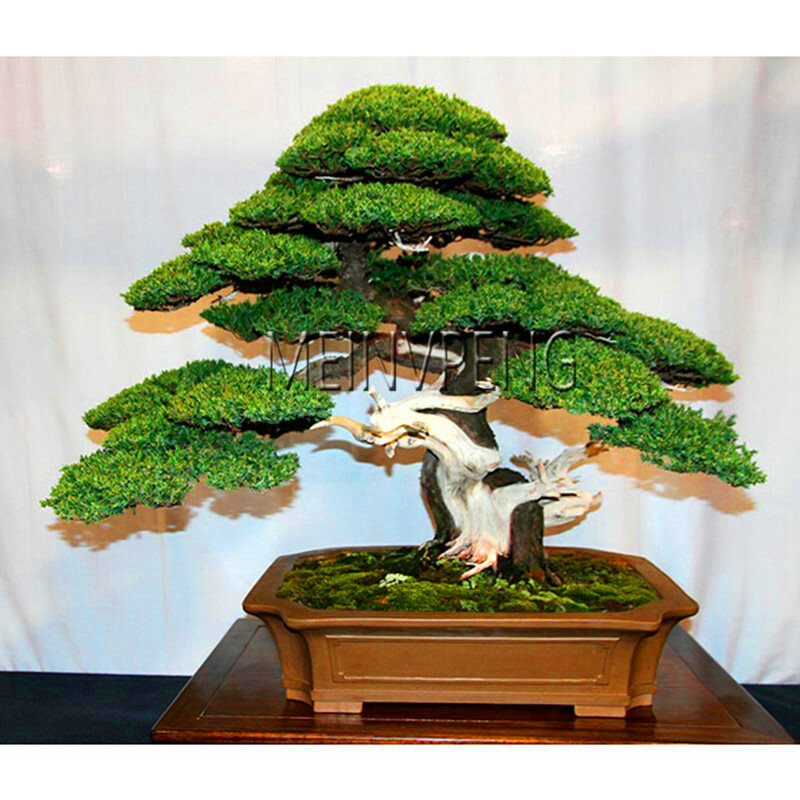 bonsai rare
