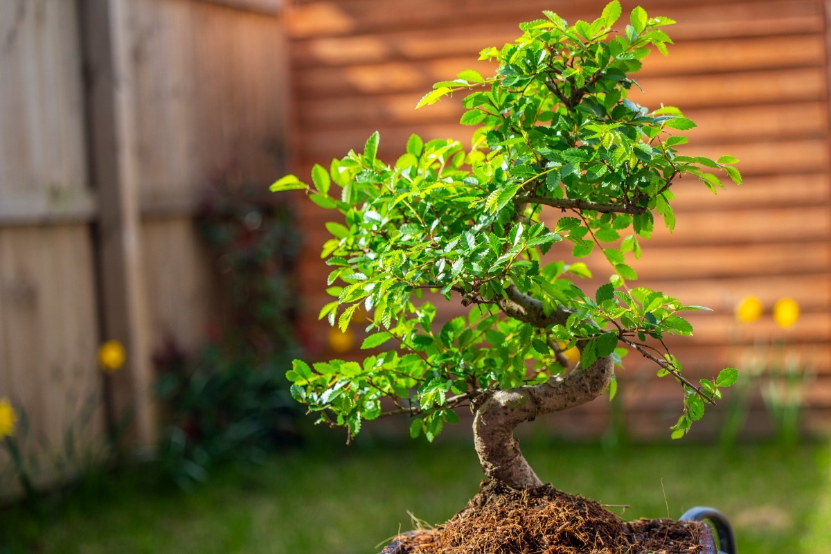 bonsai resistant