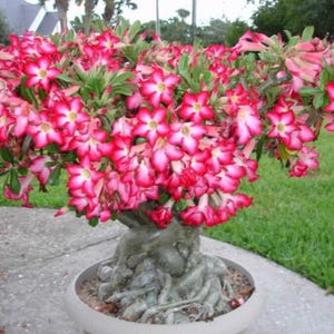 bonsai rose du desert