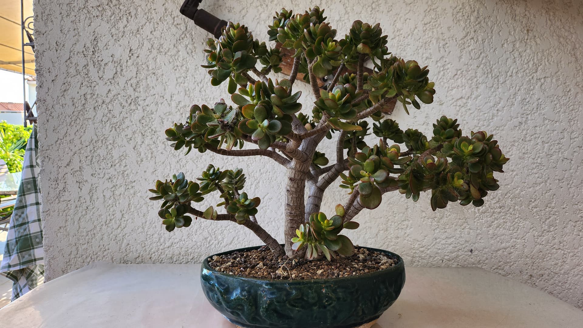 bonsai sans pot