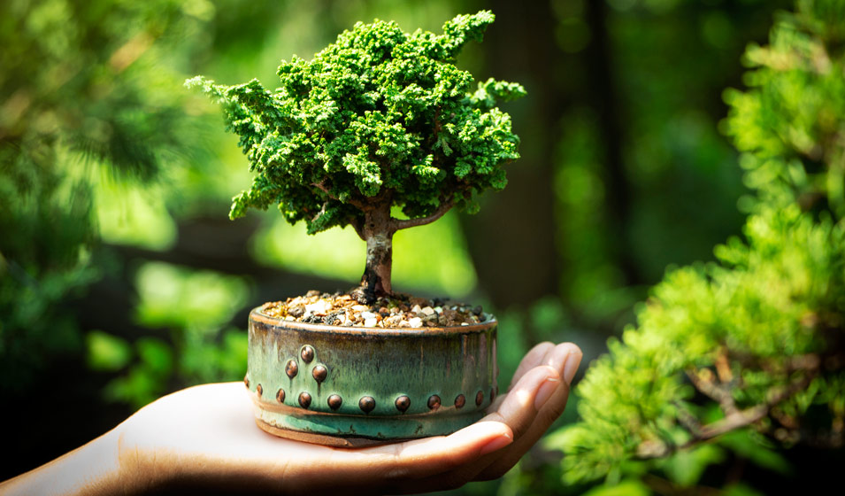 bonsai sec