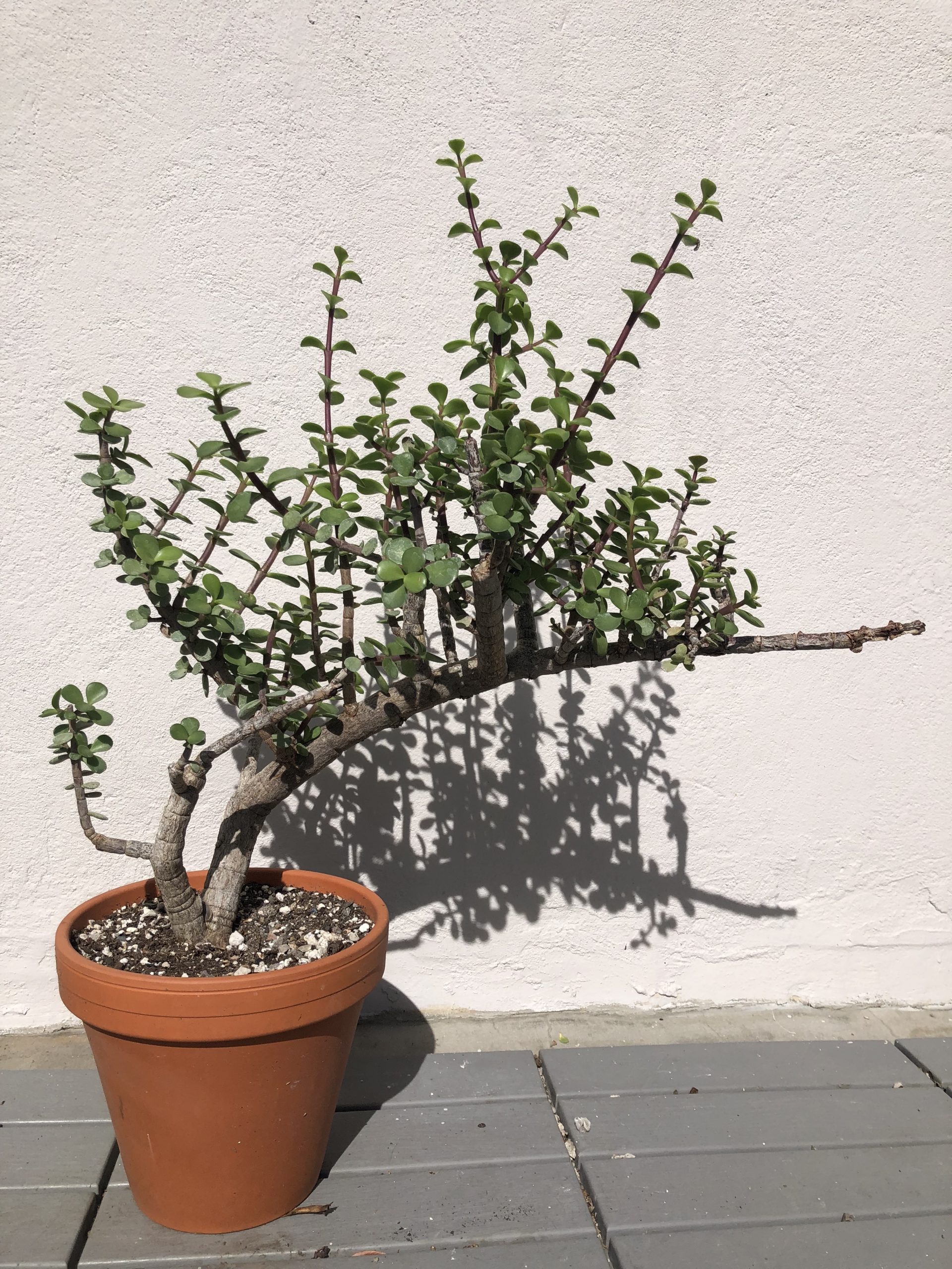 bonsai succulente