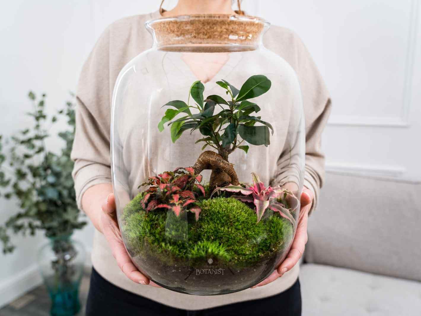 bonsai terrarium fermé