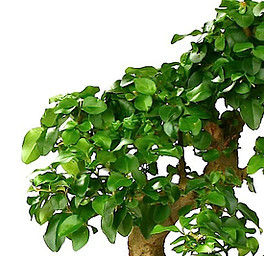 bonsai troène de chine