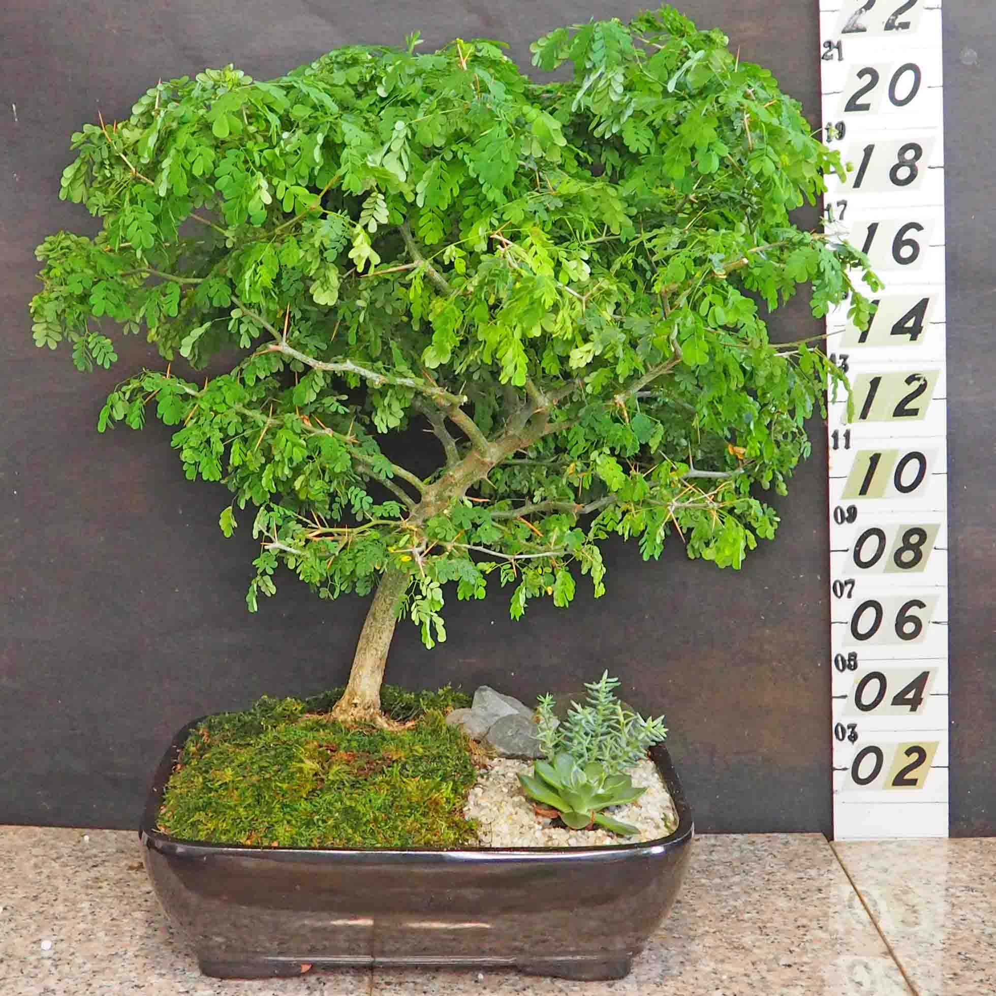 bonsai tropical
