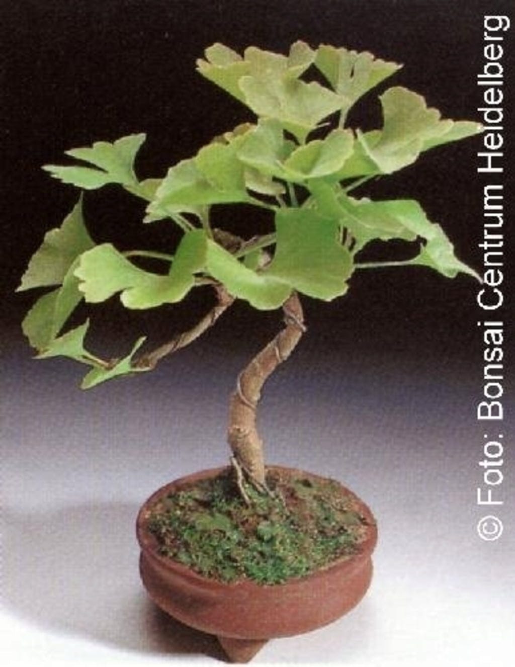 bonsai tropicaux