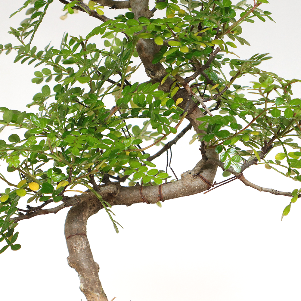 entretien bonsai faux poivrier