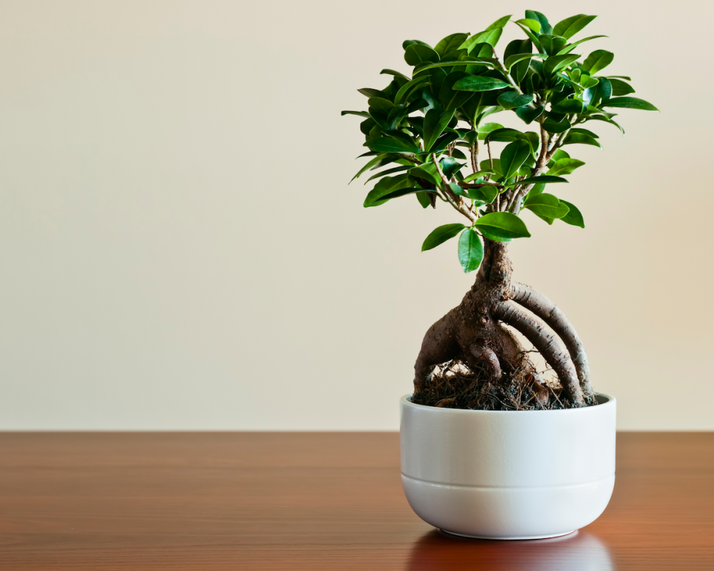 entretien bonsai ficus ginseng