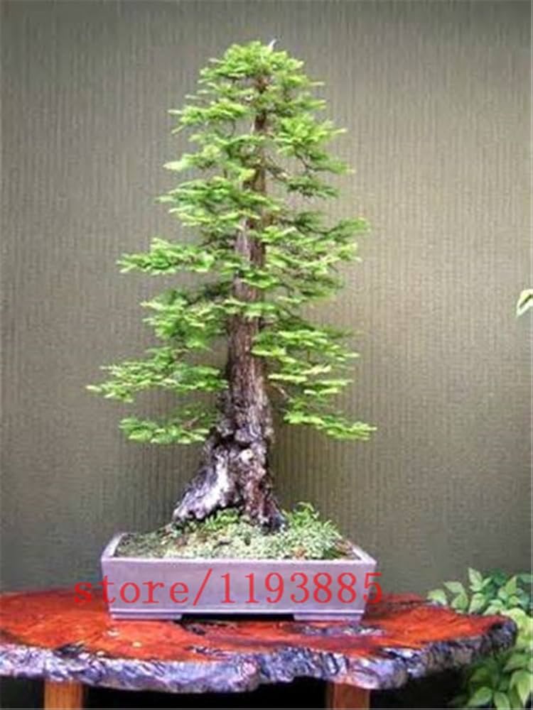 bonsai séquoia