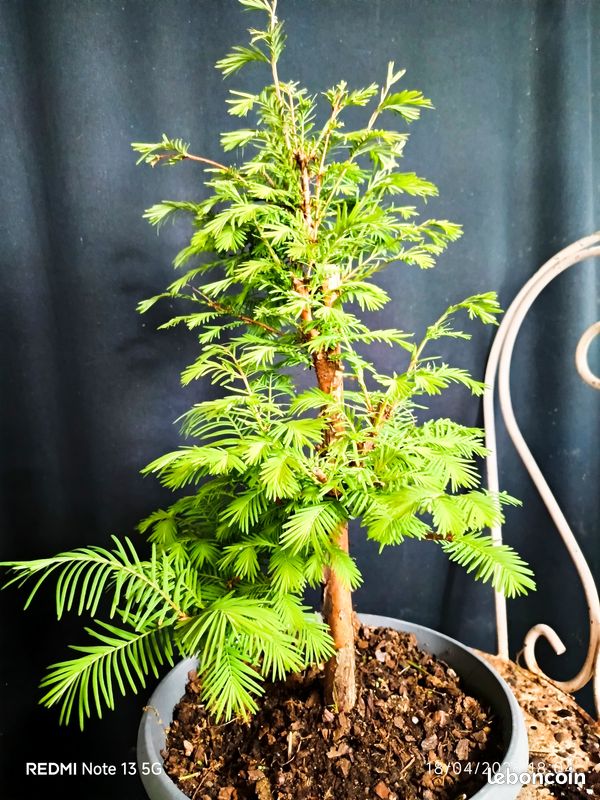 bonsai sequoia geant