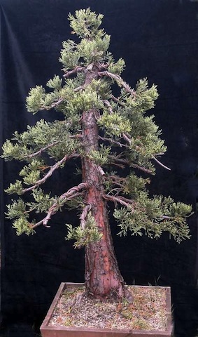 bonsai sequoia sempervirens